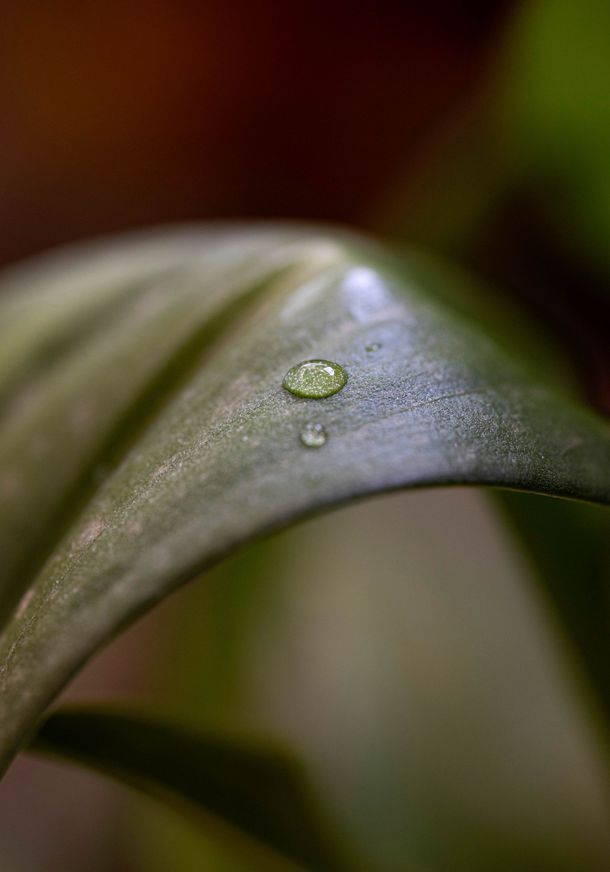 Gotas de água sobre uma folha verde texturizada com fundo desfocado.