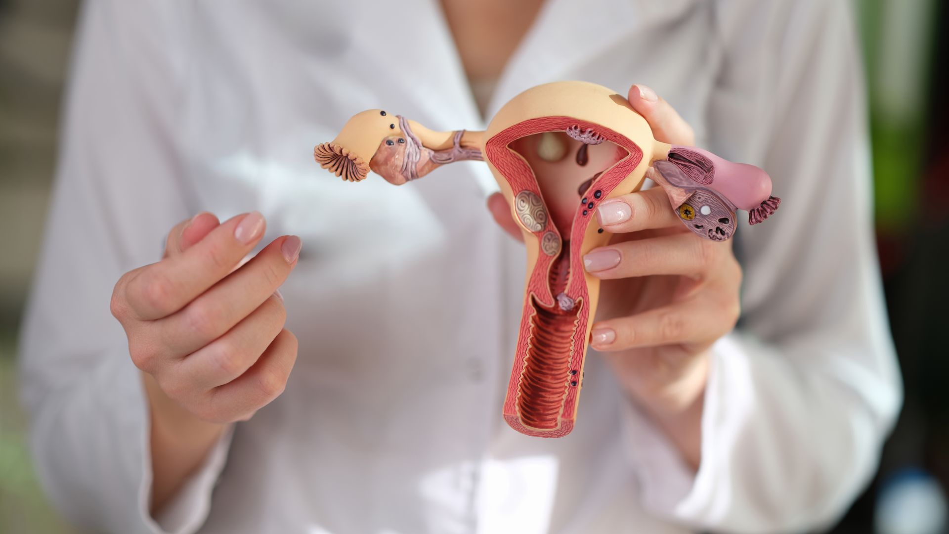 Uma pessoa de jaleco branco segurando um modelo em corte transversal do sistema reprodutor feminino.