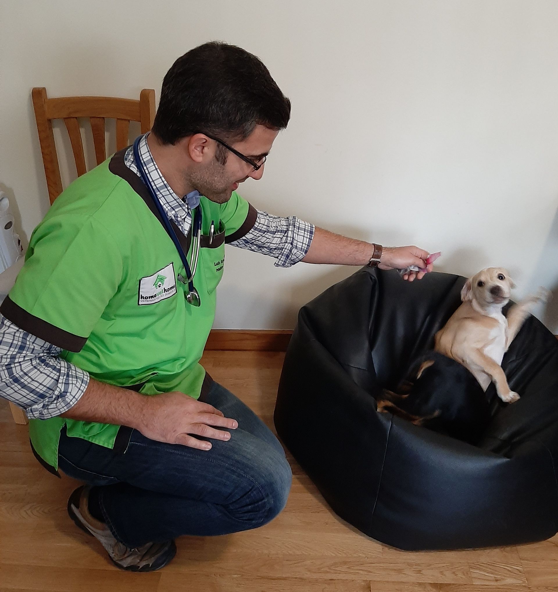 Homevethome - veterinário ao domicílio