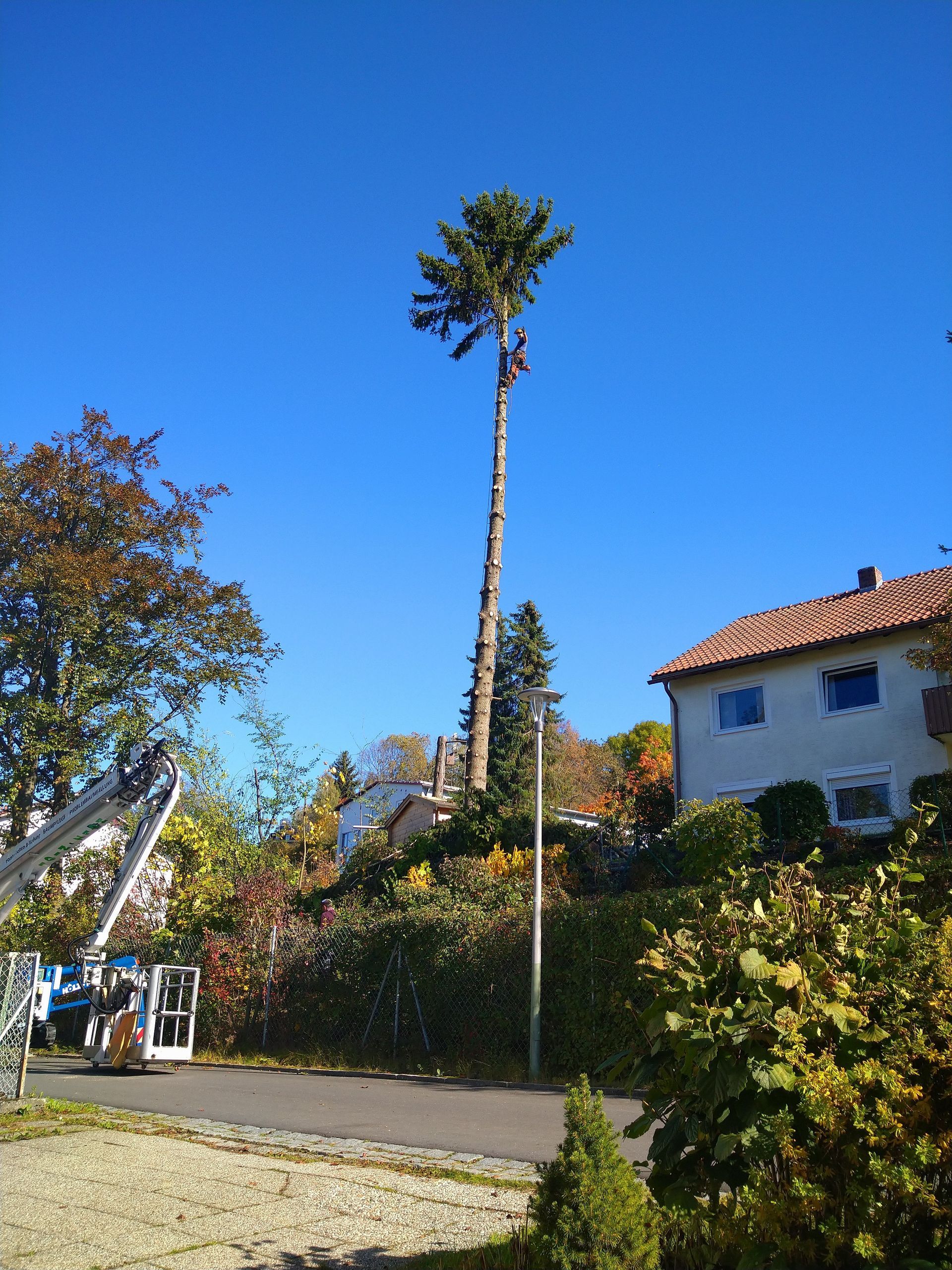 Ein Problembaum wird gefällt