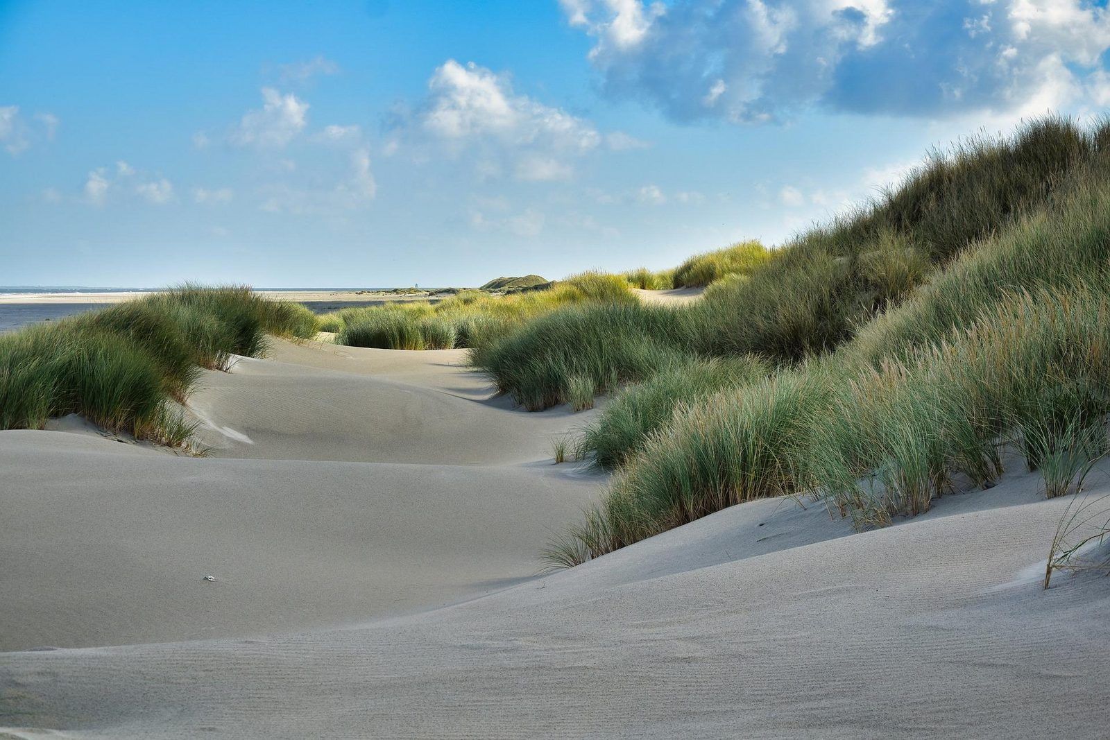 Duinen in zeeland, bosjes en zand