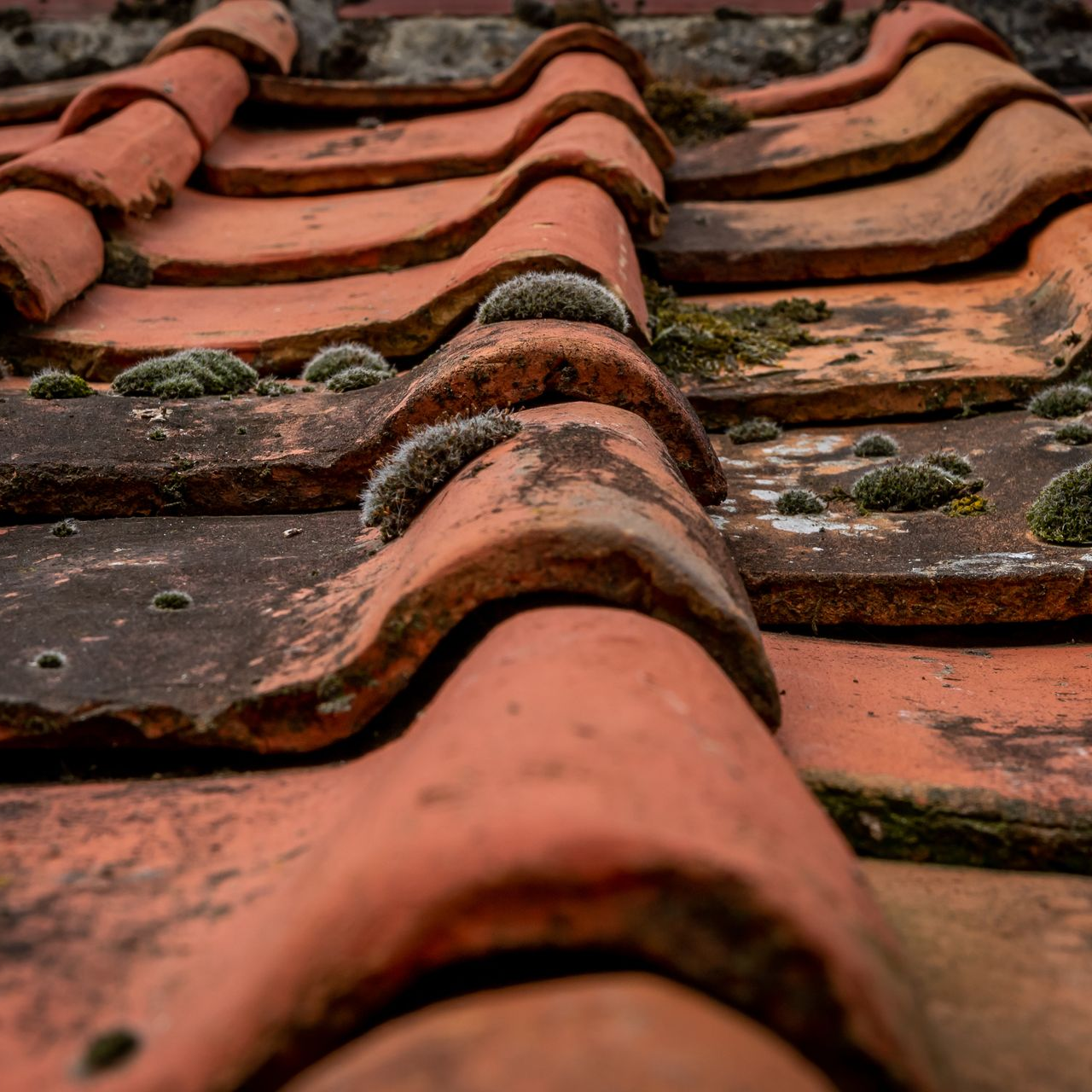 Gros plan sur des tuiles de toit en terre cuite rouge, patinées, parsemées de mousse verte.