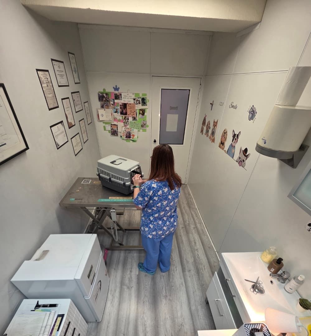 Una persona con uniforme médico prepara un transportador para animales en una sala de examen veterinario.
