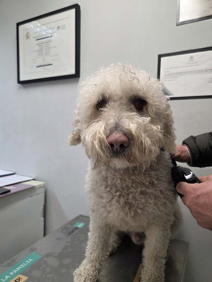A un perro blanco y esponjoso lo peinan en una clínica. Una persona usa una maquinilla. El perro parece triste.