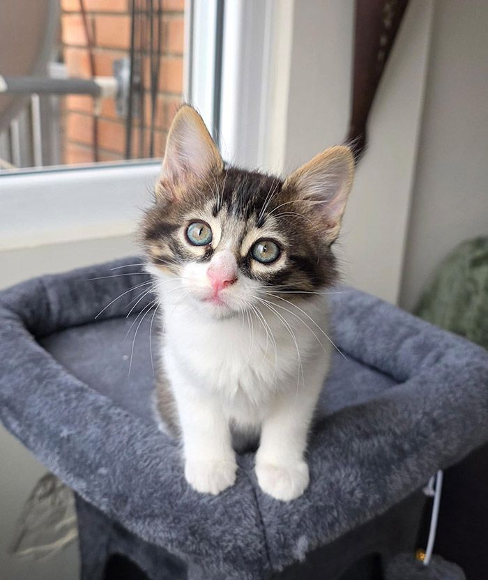 Gatito con marcas grises y marrones, sentado en un árbol para gatos gris, mirando a la cámara.