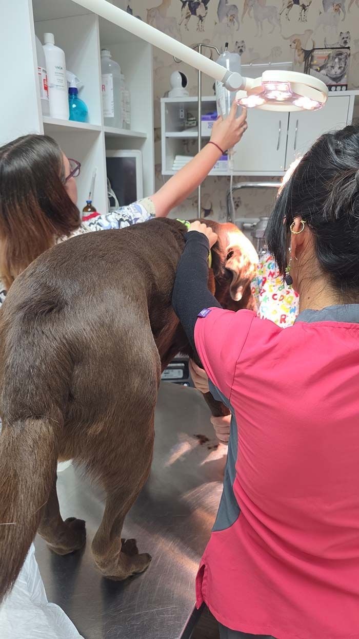 Una persona vestida de rosa levanta la mano sobre un perro marrón en una habitación luminosa con estantes y una lámpara colgante.