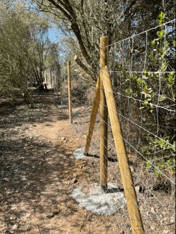 Un muro de piedra con un árbol en el medio.