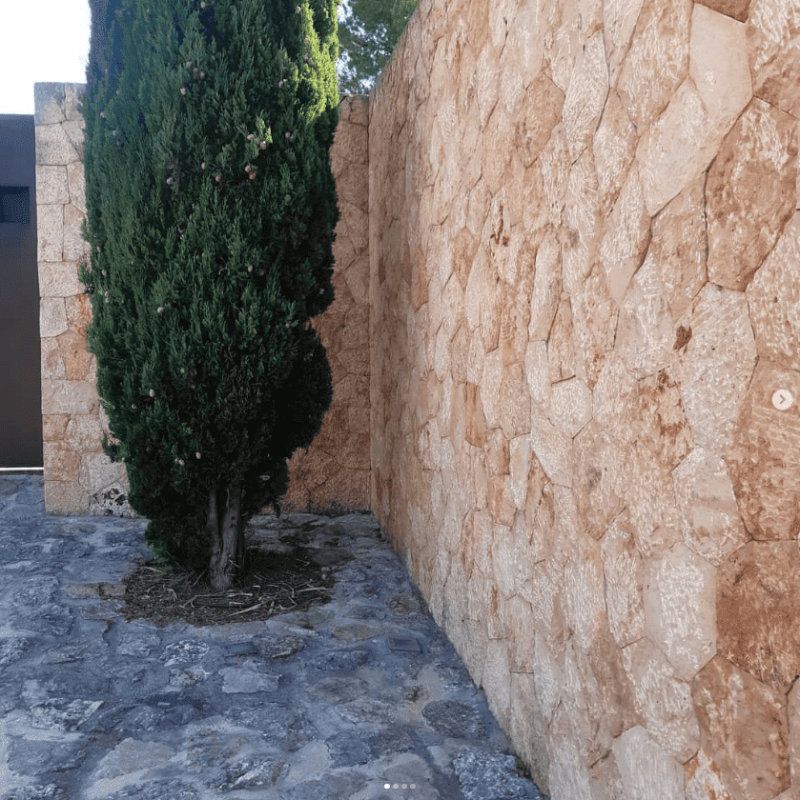Un muro de piedra con un árbol en el medio.