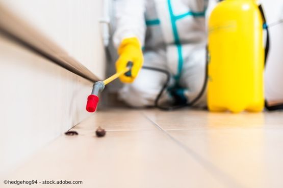 Biersack GmbH Insektenbeseitigung