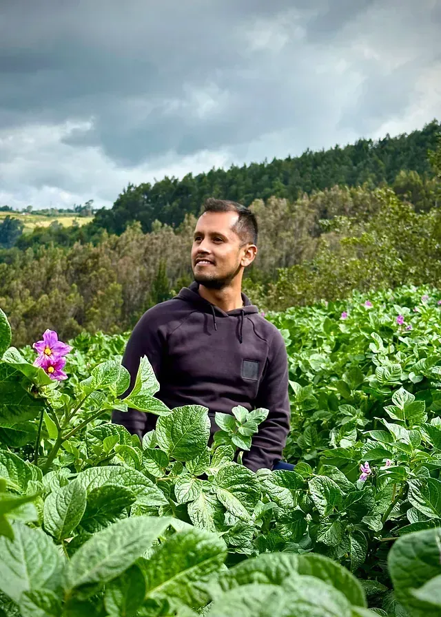 Un hombre está sentado en un campo de patatas con flores moradas.