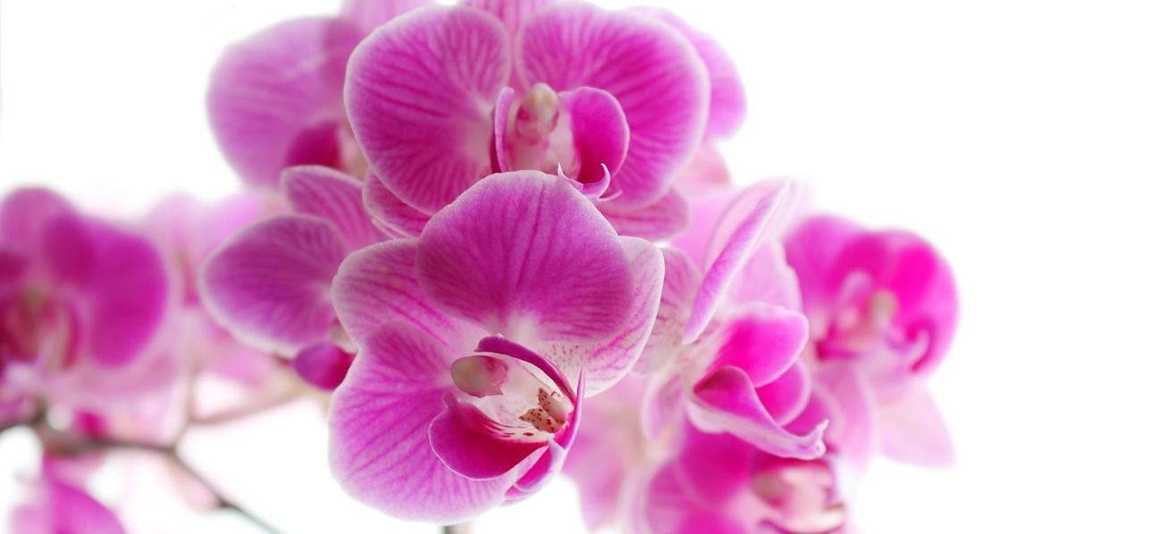 Le langage des fleurs bourges Le langage des fleurs bourges