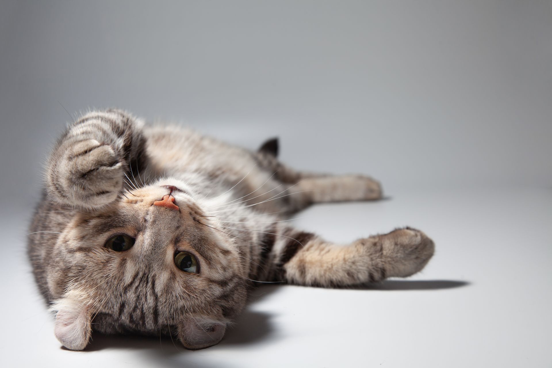 Un chat allongé sur le dos