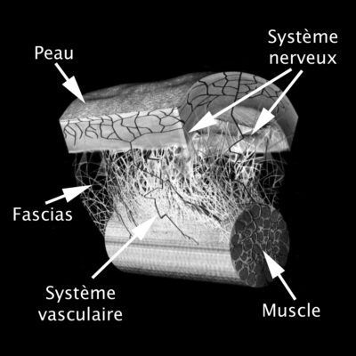 Fascia explications