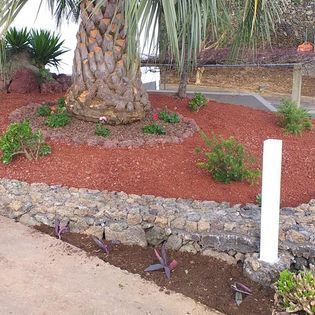 Uma palmeira cercada por cobertura vegetal vermelha e pedras.