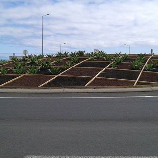 Plantação de ananases.