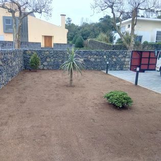 Um quintal com um muro de pedra e uma palmeira