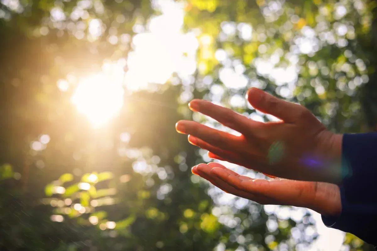Las manos juntas, ahuecadas, se dirigen hacia la brillante y soleada copa de los árboles, transmitiendo esperanza