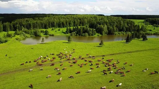 Una vista aérea de un rebaño de vacas pastando en un campo de hierba.