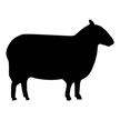 Una silueta negra de una oveja parada sobre un fondo blanco.