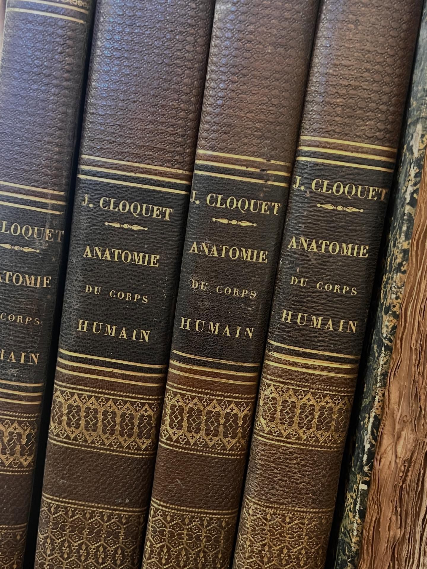 Gros plan sur des livres d'anatomie anciens, reliés en cuir usé et à lettres dorées, posés sur une étagère.