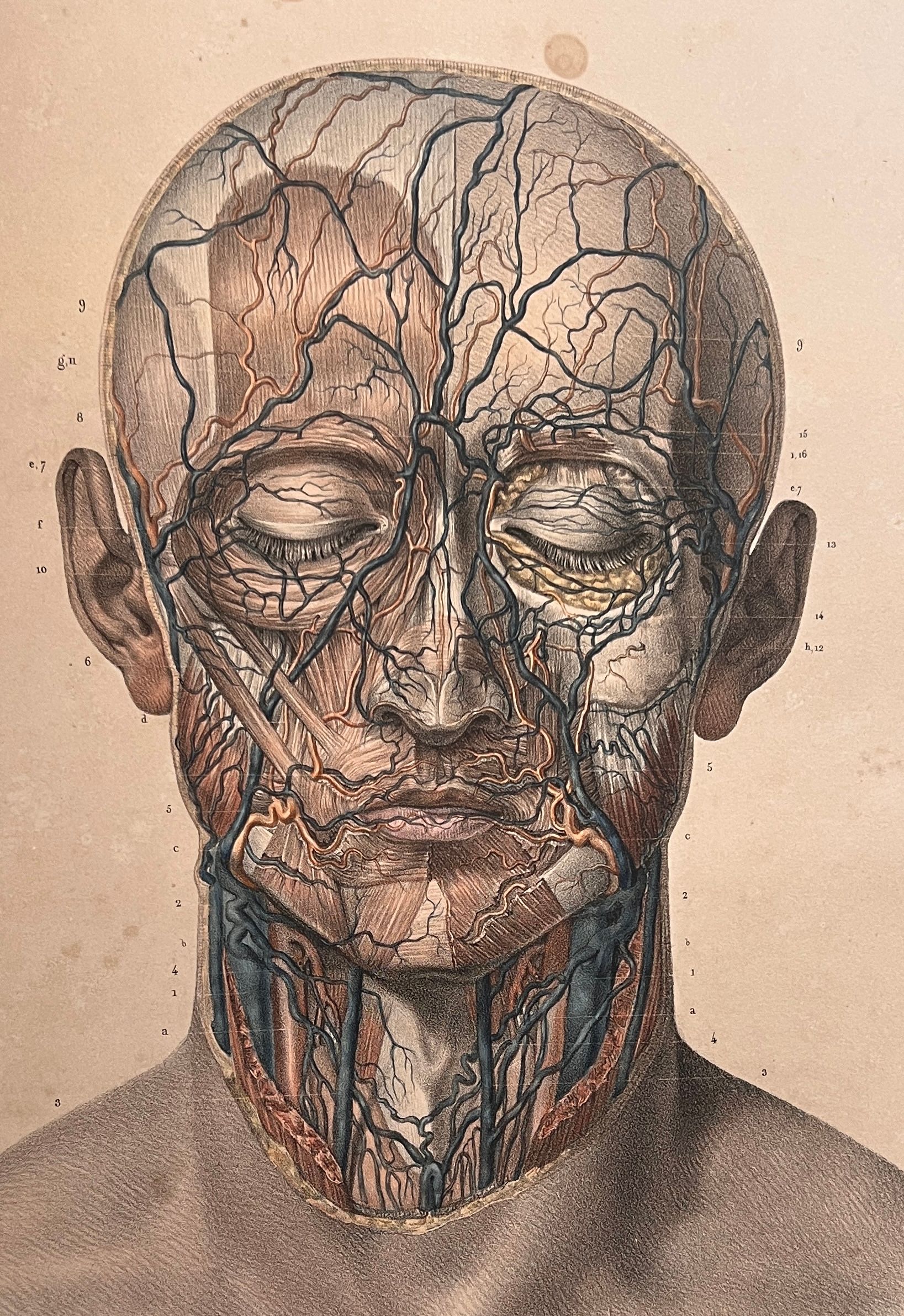 Gros plan sur des livres d'anatomie anciens, reliés en cuir usé et à lettres dorées, posés sur une étagère.