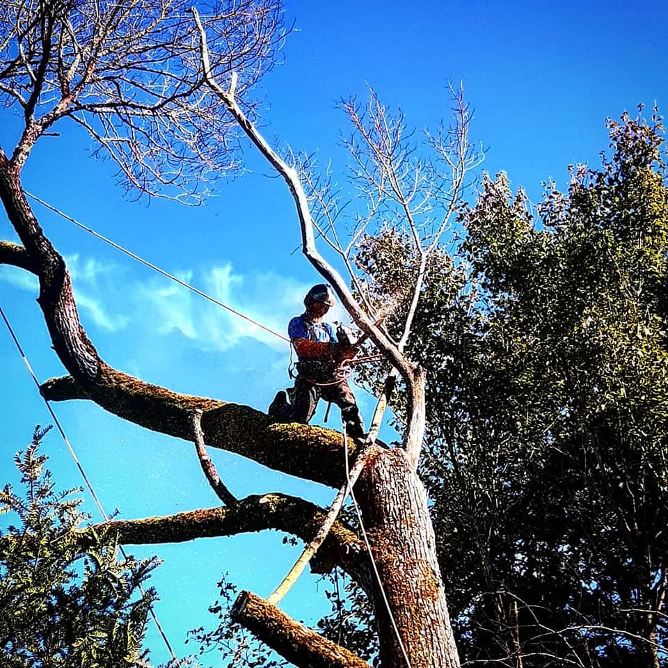 Élagage d'arbre