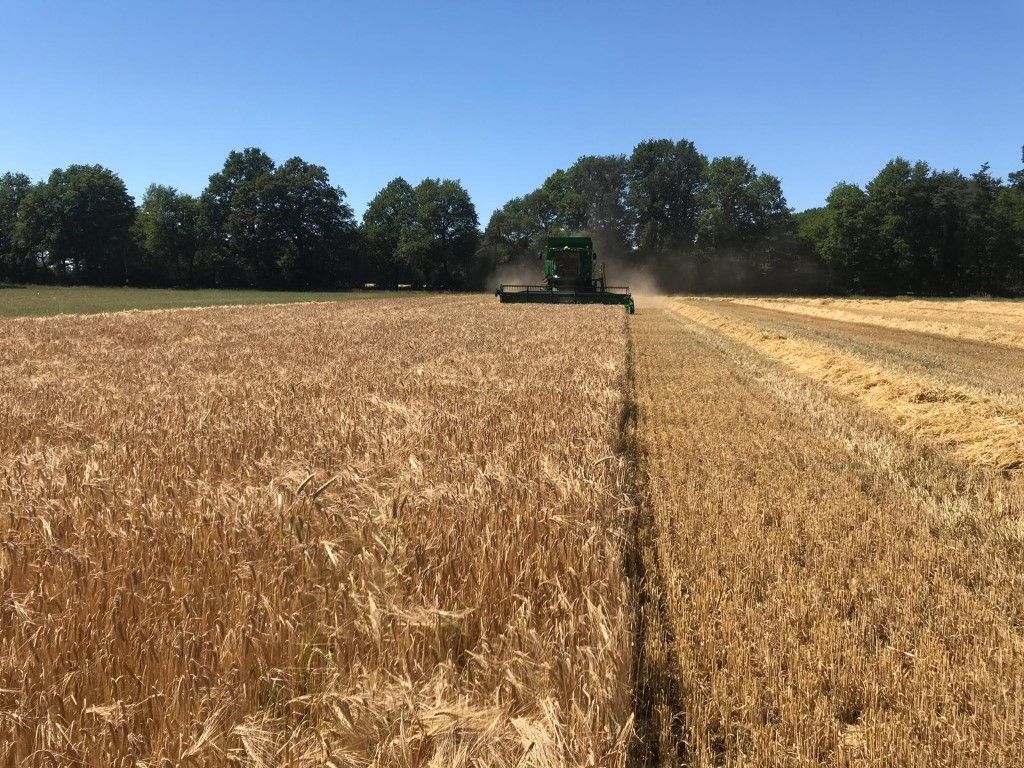 Büscher-Seifert | Mettingen