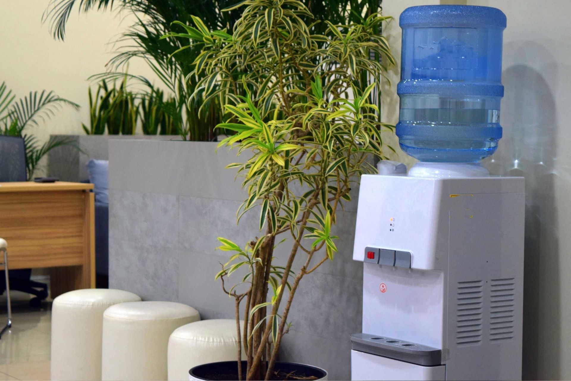 Un enfriador de agua está ubicado al lado de una planta en maceta en una habitación.