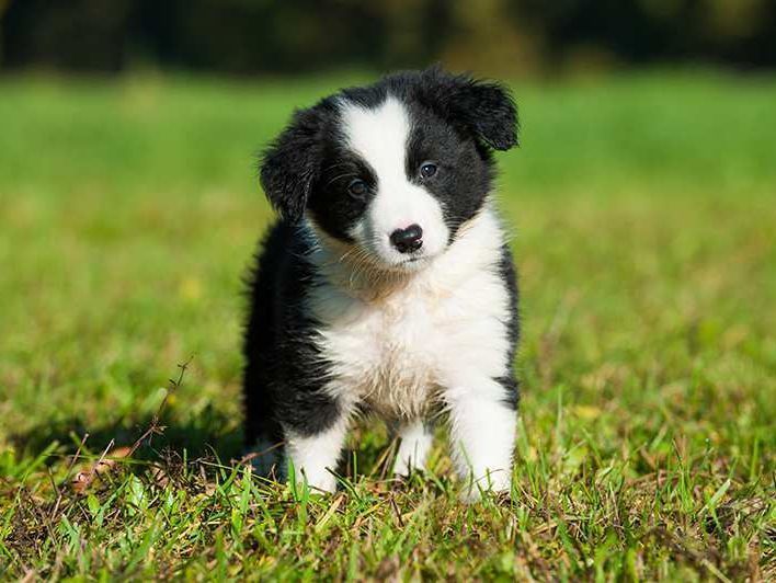 Border Collie
