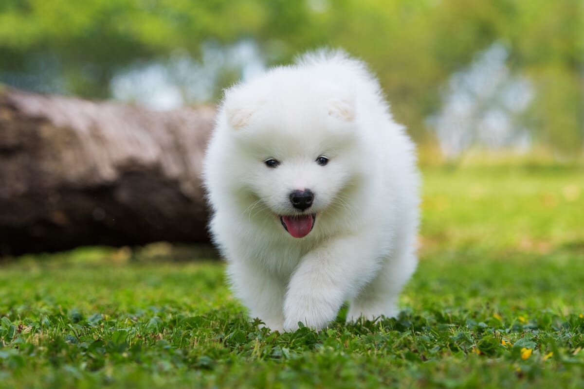 Samoyedo