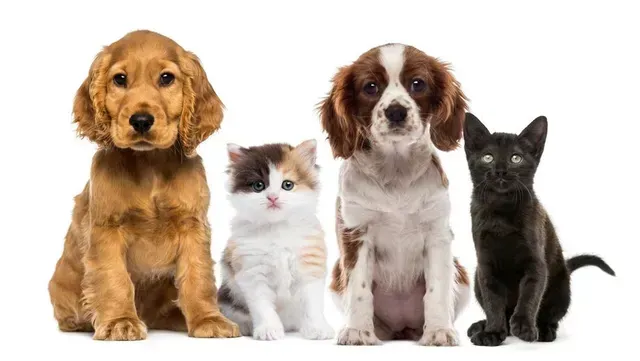 Un perro dorado y marrón, dos gatitos y un perro marrón y blanco están sentados juntos sobre un fondo blanco.