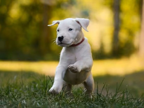 Dogo argentino