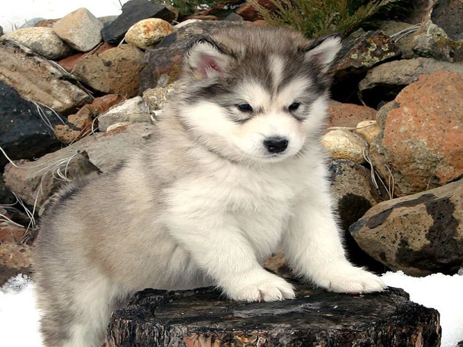 Alaska malamute