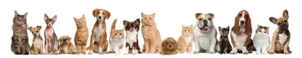 Fila de varios perros y gatos parados muy juntos contra un fondo blanco.