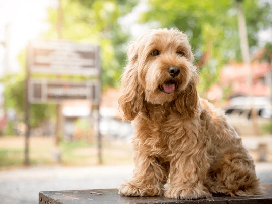 Cockapoo