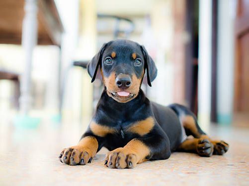 Doberman