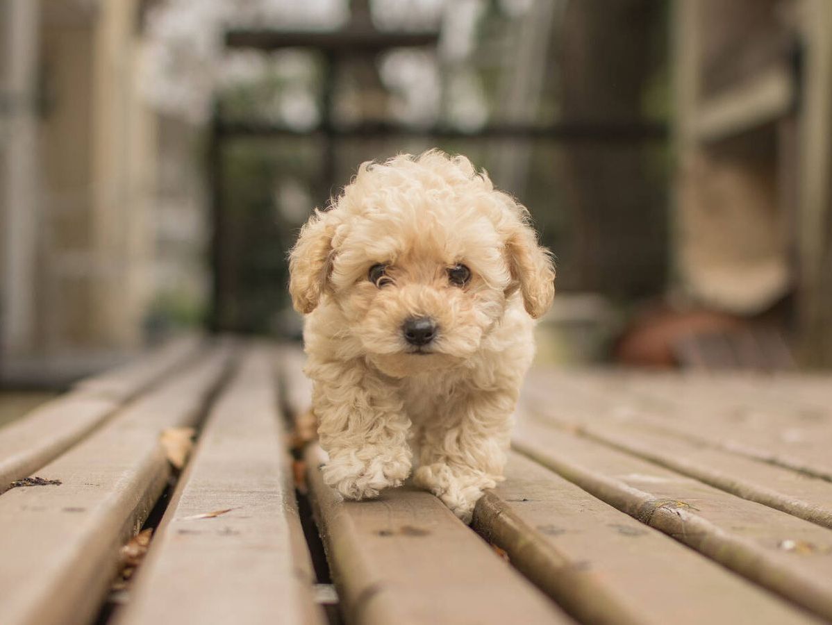 Maltipoo