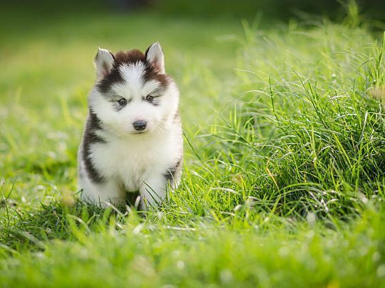 Husky Siberiano