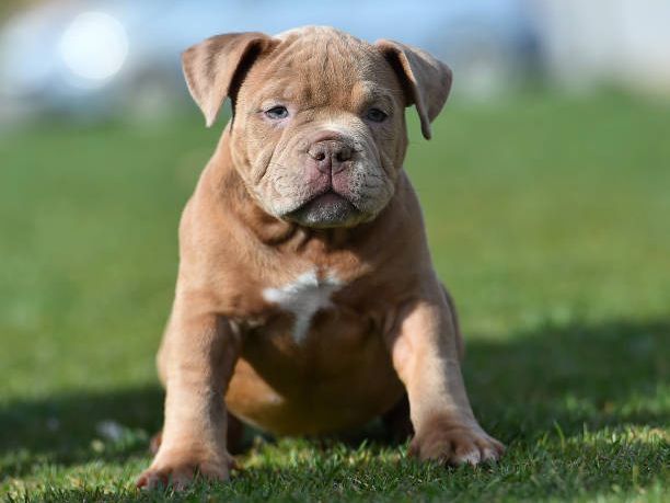 American Bully