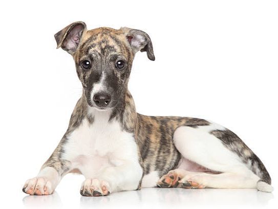 Whippet