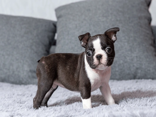 Boston terrier