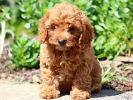 Cavapoo