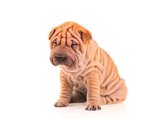 Shar Pei