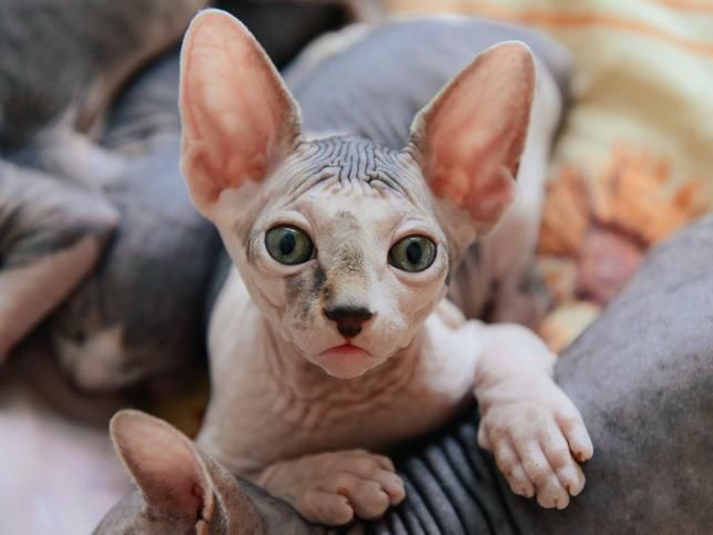Sphynx