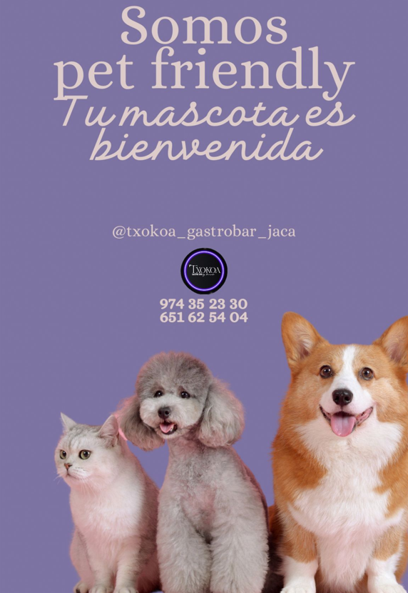 Un perro, un gato y un corgi están sentados uno al lado del otro sobre un fondo morado.