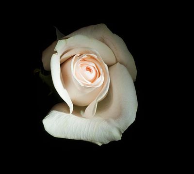 Gros plan d'une rose crème pâle sur fond noir.