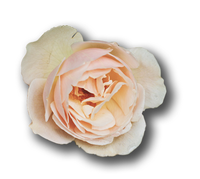 Rose pêche pâle aux pétales crème doux sur fond blanc
