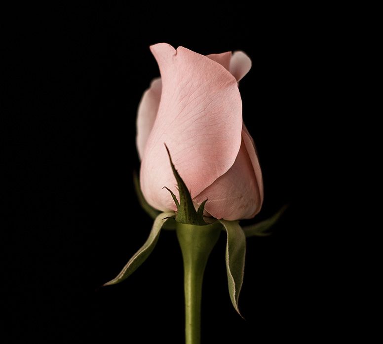 Bouton de rose rose sur une tige verte sur fond noir