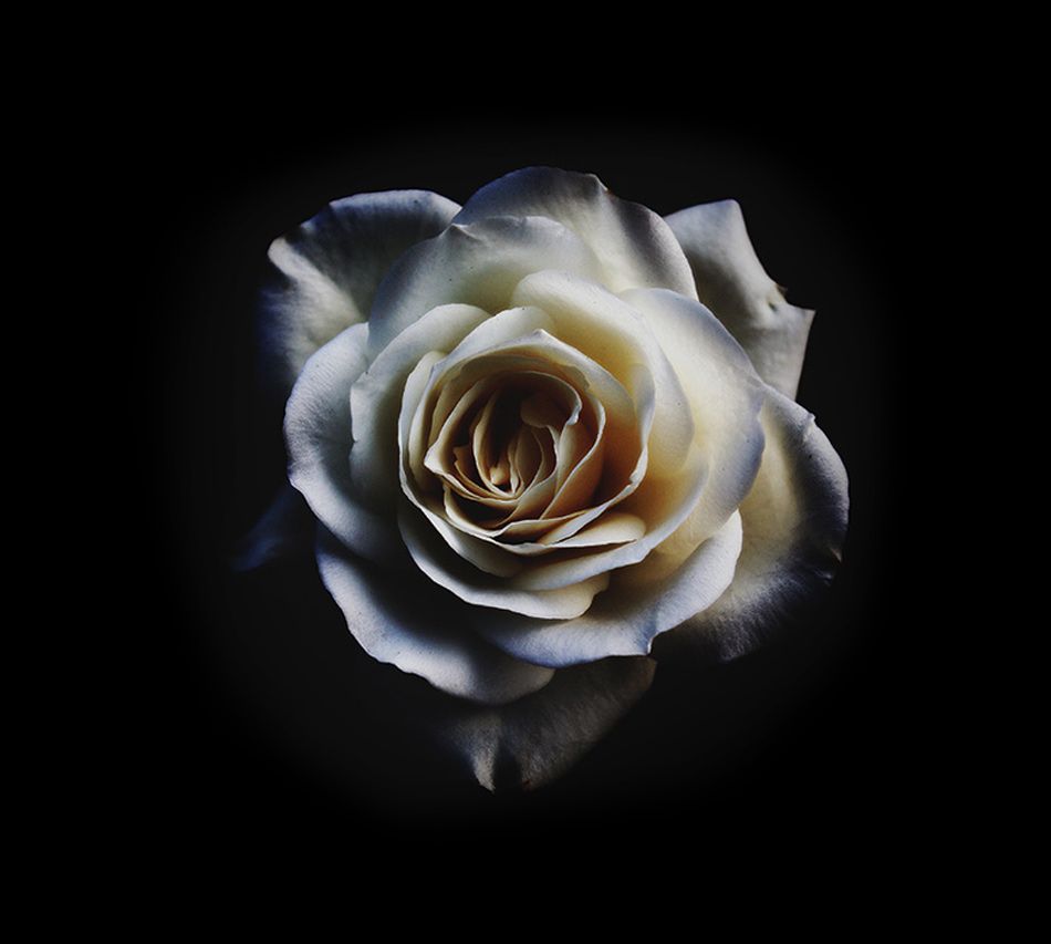 Rose blanche à cœur crème et beige clair sur fond noir
