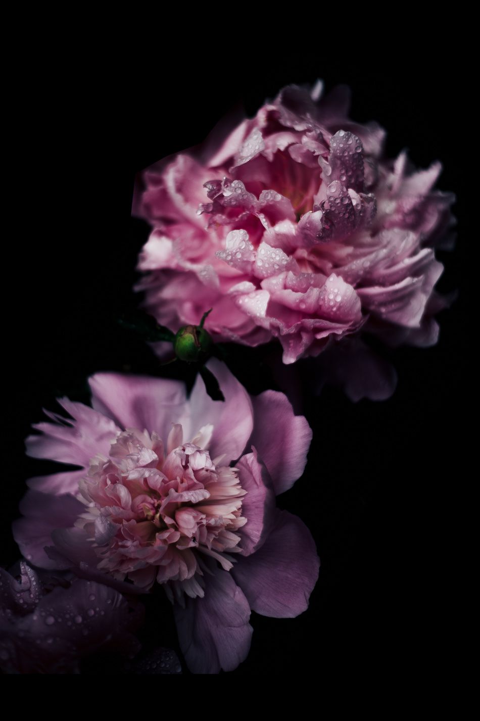 Deux fleurs rose-violettes sur fond sombre